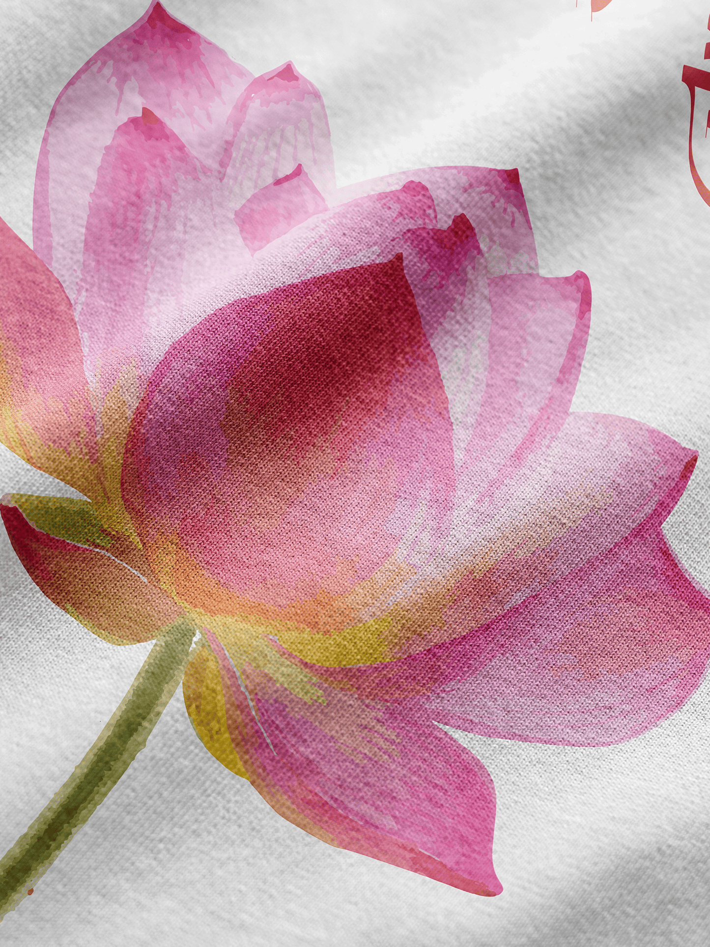 Close-up of a pink lotus flower on a white background